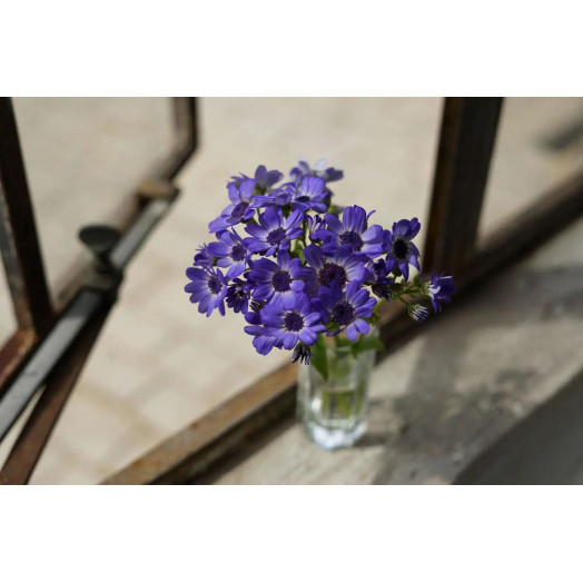 Портретний об’єктив Sony FE 50mm f/1.8 Type E